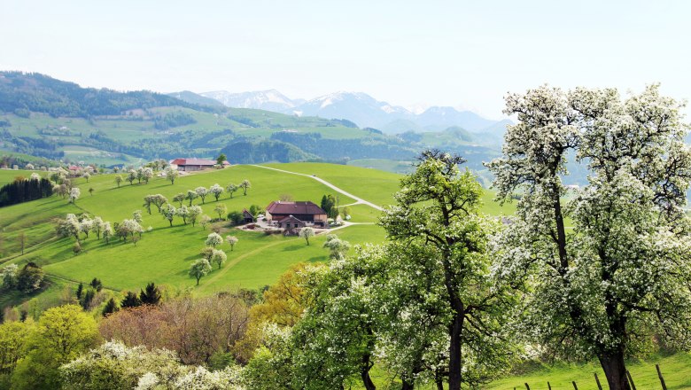 By the end of April, pear trees are wearing white blossoms., © weinfranz.at