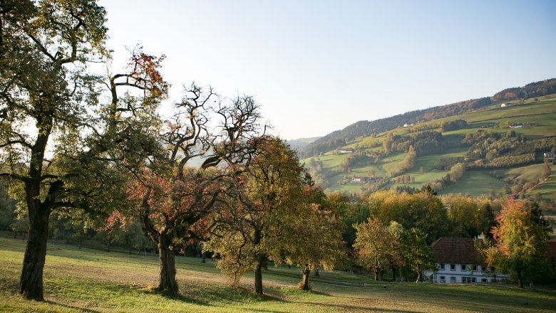 Ősz a Mostviertelben, © weinfranz.at