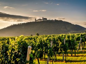 Stift Göttweig mit Weinreben, © Robert Herbst