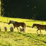 urlaub-beim-almbauer-9, © Almbauer-Familie Wagner