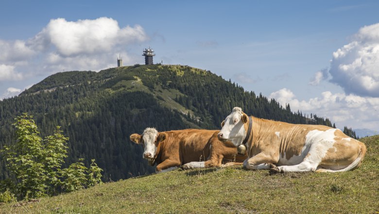 Ausblick auf die Gemeindealpe, © Theo Kust