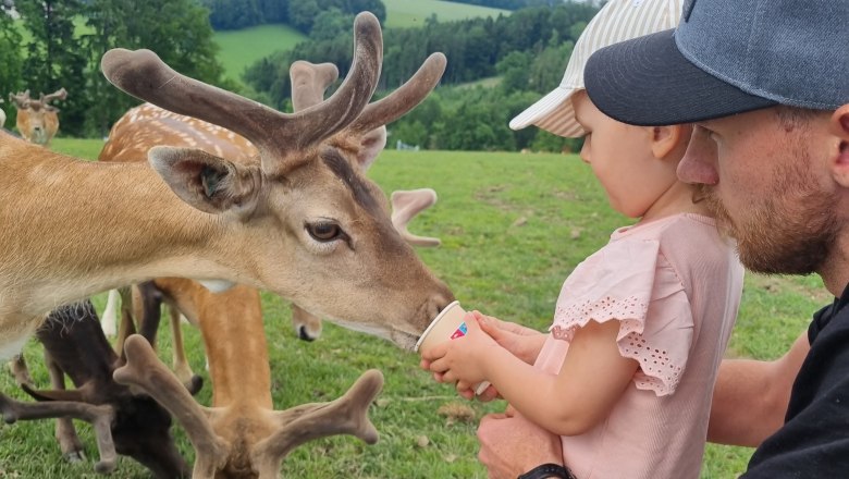 Nicht nur bei Familien beliebt: Wildpark Hochrieß, © Hochrieß