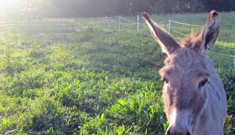 Donkey Maxi, © Familie Winter