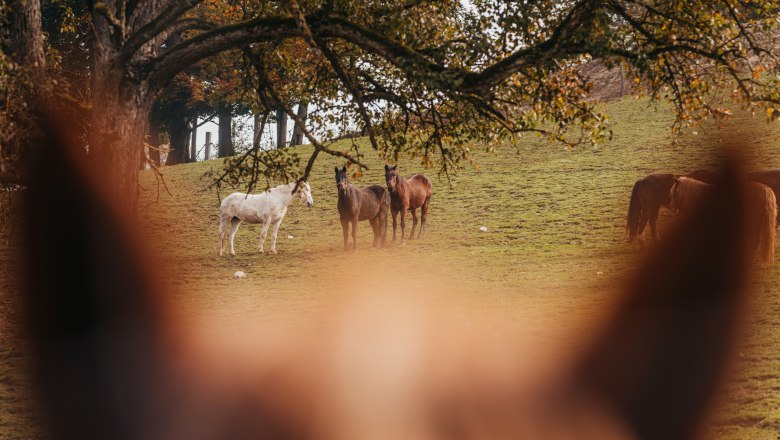 Wildpark mit 50 Tierarten, © Niederösterreich Werbung/Daniela Führer