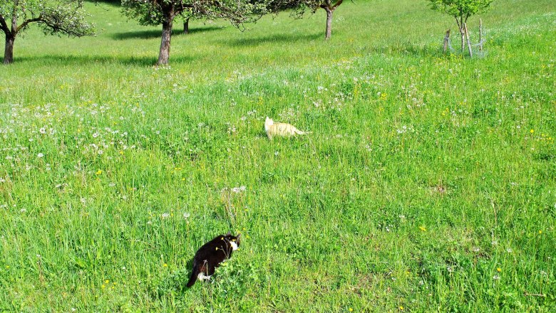 Die Katzen freuen sich auf Streicheleinheiten., © Patrick Leitner