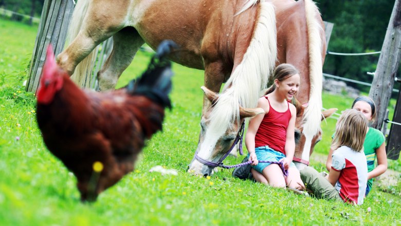 Having fun with horse and chicken, © weinfranz.at