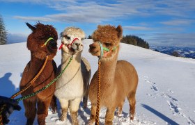 Otto, Xaver und Elvira, © Urlaub am Bauernhof - Fam. Schweighuber