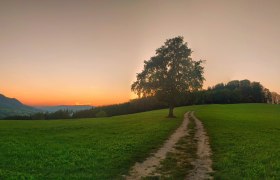 Der einsame Baum, © Rene Wieland