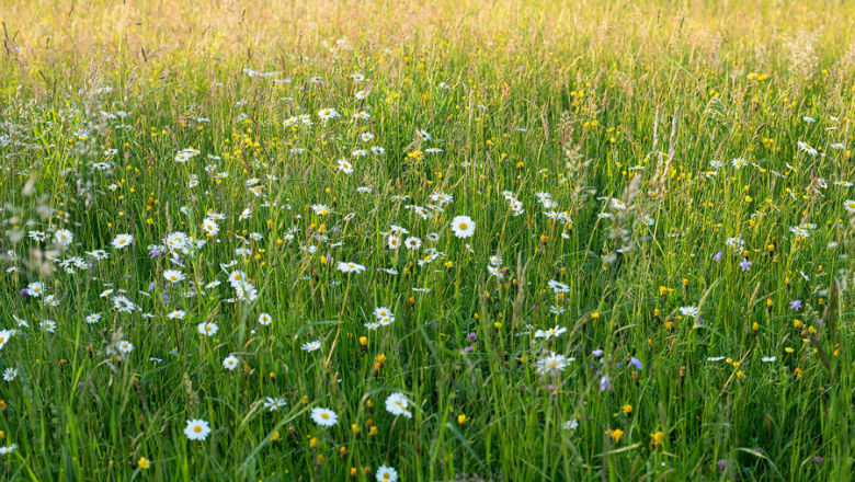 MOSTbee Blütentraum, © stoefchr.at