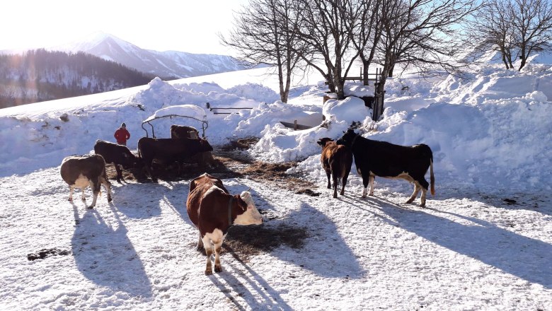 Winter am Höchbauernhof, © Höchbauernhof