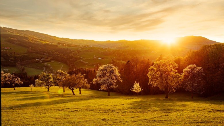 Fotopunkt Birnbäume Sonnenuntergang, © schwarz-koenig.at