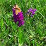 Blumenwiese am Biobauernhof Ablass, © Ablass