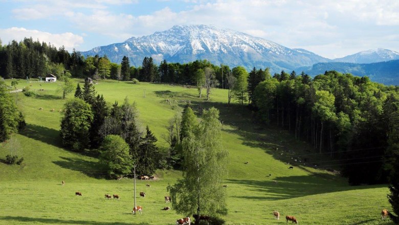 Alm Hochbärneck, © weinfranz.at