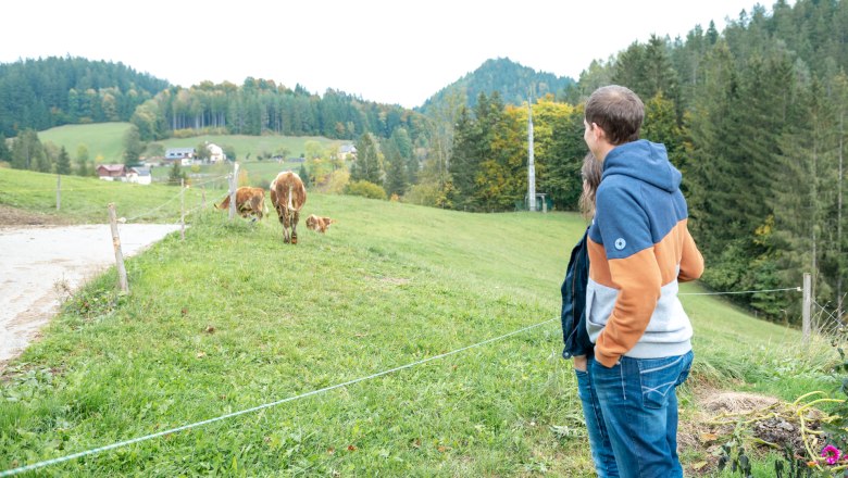 Kälber auf der Weide, © Grasberger