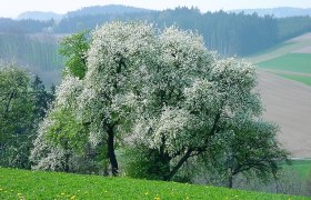 Besonders eindrucksvoll ist die Wanderung zur Zeit der Baumblüte, © Illich-Edlinger Hans