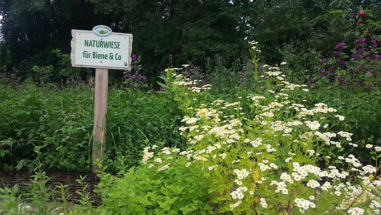 Naturwiese für Insekten, © Gemeinde Weinburg