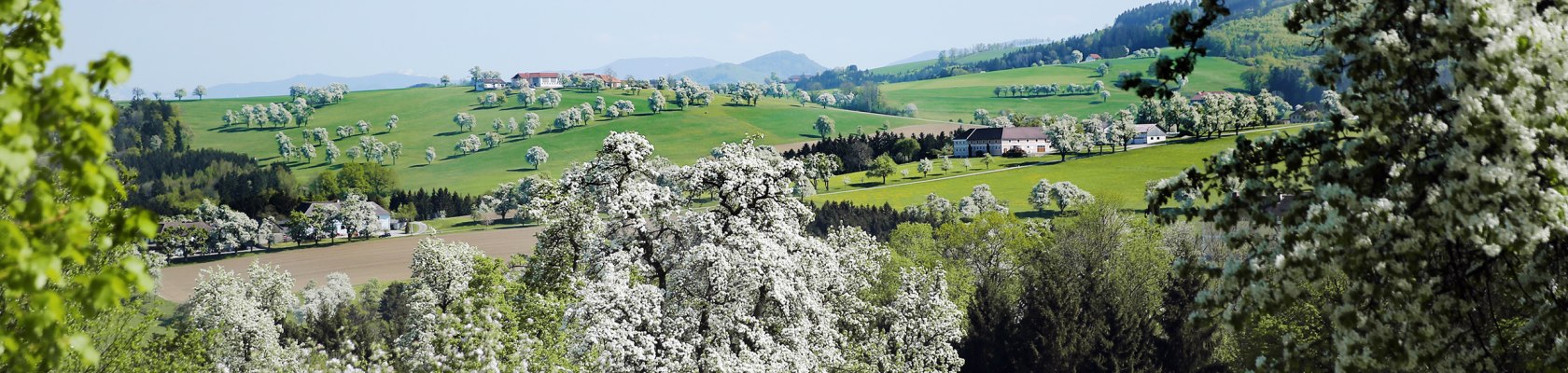 Perry tree blossom, © weinfranz.at