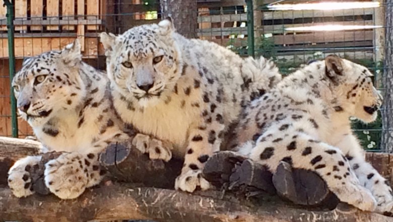 Bílé ZOO a velbloudí divadlo Kernhof, © Weißer Zoo