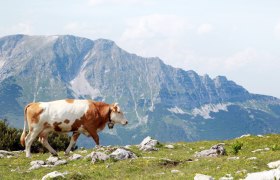 Gemeindealpe Mitterbach - Blick auf den Ötscher, © weinfranz.at