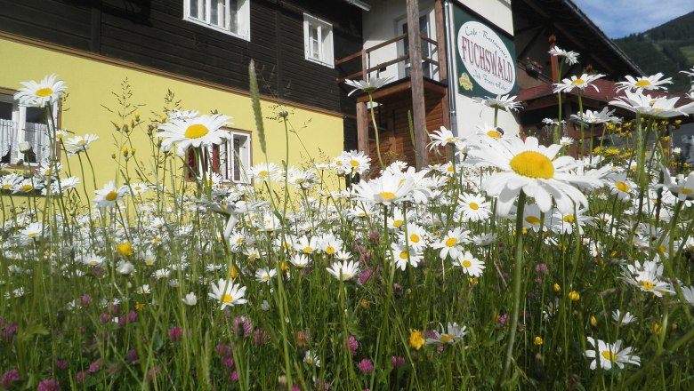 Natur pur – wir leben Natur und bei uns blühen Blumen noch vor dem Haus, © Franz Heher