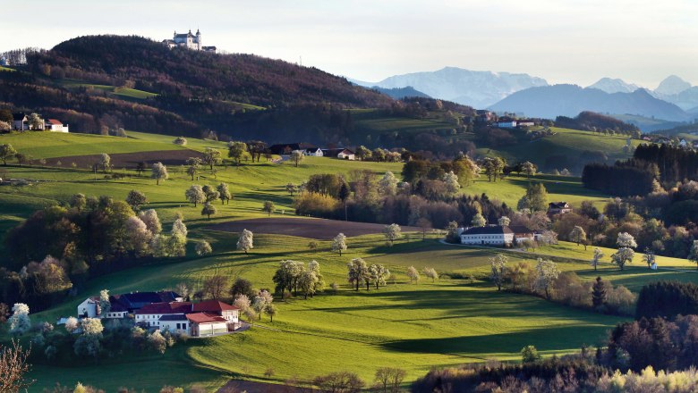 Blick hinauf zur Basilika Sonntagberg, © weinfranz.at