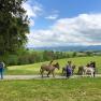 Eselwandern am Esperanzahof, © Mag.a Martina Kotzina, Esperanza- Zentrum für tierunterstützte Pädagogik