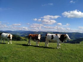 Die Wanderung führt auch durch eine Mutterkuhweide - bitte die Sicherheitshinweise vor Ort beachten., © VSE, Rüling Carina