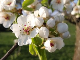 Besonders zur Blütezeit lohnt sich die Wanderung, © VSE, Rüling Carina