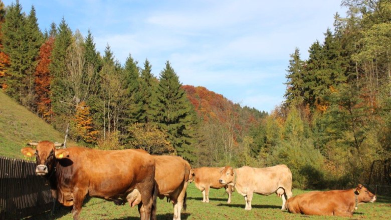 murbodner-kuehe-im-herbst, © zVg Fam. Fallmann