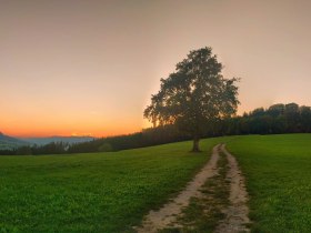 Der einsame Baum, © Rene Wieland