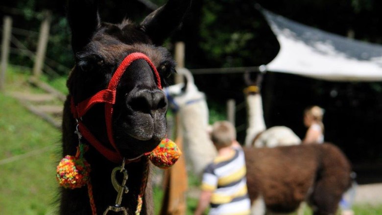 Die Lamas sind treue Begleiter, © Martina Burzin