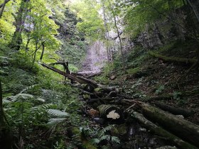 Durch den Wald wandern, © Roman Zöchlinger