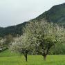 Frühling am Lasingerhof, © Cornelia Lasinger