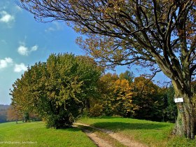 Freunde - Dirndl & Elsbeere, © Wienerwald