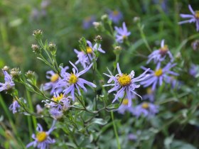 Blüten am Wegesrand, © Walter Pernikl