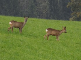 Rehe, © Mostviertel - OÖ Mariazellerweg