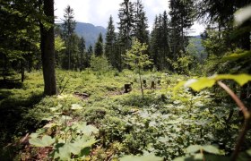 Natursschutzgebiet Leckermoor, © weinfranz.at