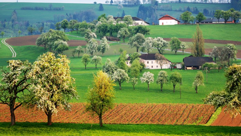 Ausblick auf die Moststraße, © weinfranz.at