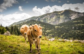 Auf der Alm, © Theo Kust