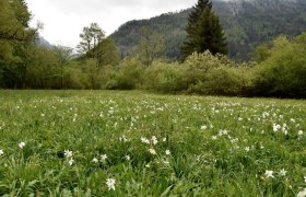 Schauwiese Wassercluster bei Lunz am See, © David Bock