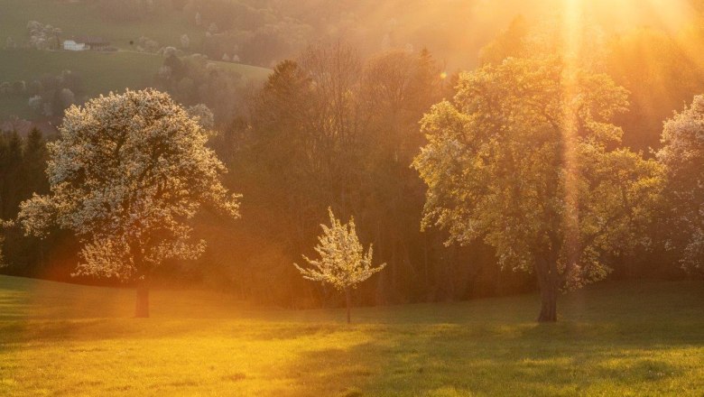 Fotopunkt Birnbäume Sonnenuntergang, © schwarz-koenig.at