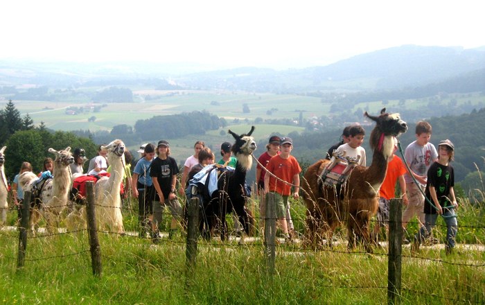 Lama - Ranch, © Familie Rappersberger