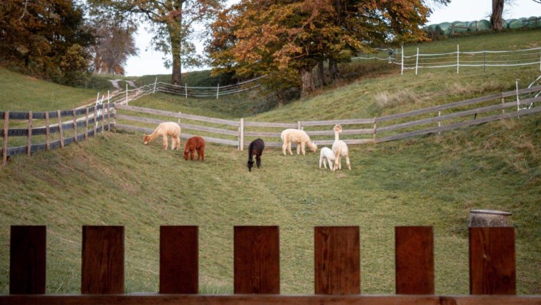 Alpakas auf der Weide, © Wagner-Hubbauer