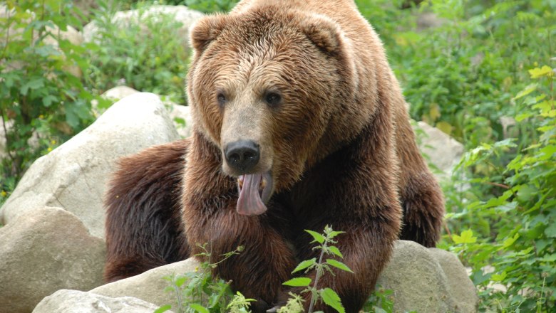 Braunbär, © Herbert Stoschek