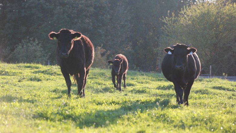 Wagyurinder auf der Weide, © Wagyuhof GmbH