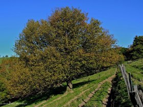 Elsbeere auf der Jubliäumsweide, © Mostviertel