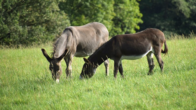 Esel am Esperanzahof, © Mag.a Martina Kotzina, Esperanza- Zentrum für tierunterstützte Pädagogik