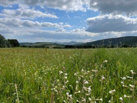 Blumenwiese mit Weitblick, © Wachau Inside