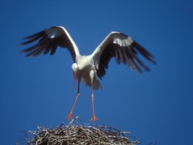 Mit viel Glück ist gar ein Storch zu sehen, © Christian Handl