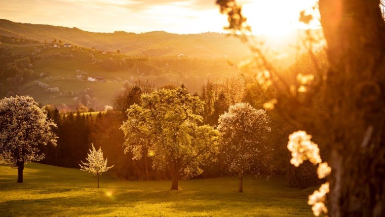 Fotopunkt Birnbäume Sonnenuntergang, © schwarz-koenig.at